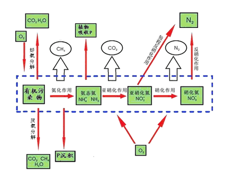 敘述微生物技術發(fā)酵工程的現(xiàn)代史